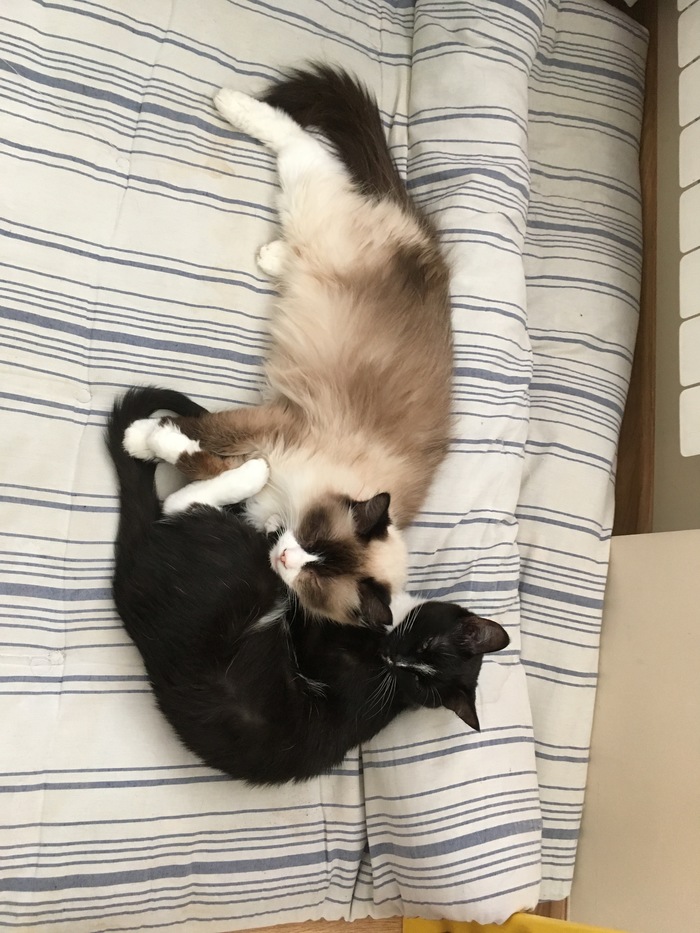Couples by couples ;) - My, cat, Family, Longpost, Yin Yang, Pets