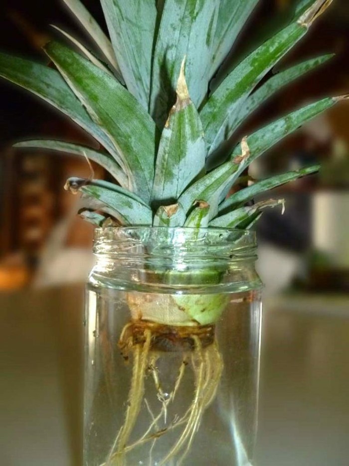 Pineapple in a jar - Waste-free production, Humor