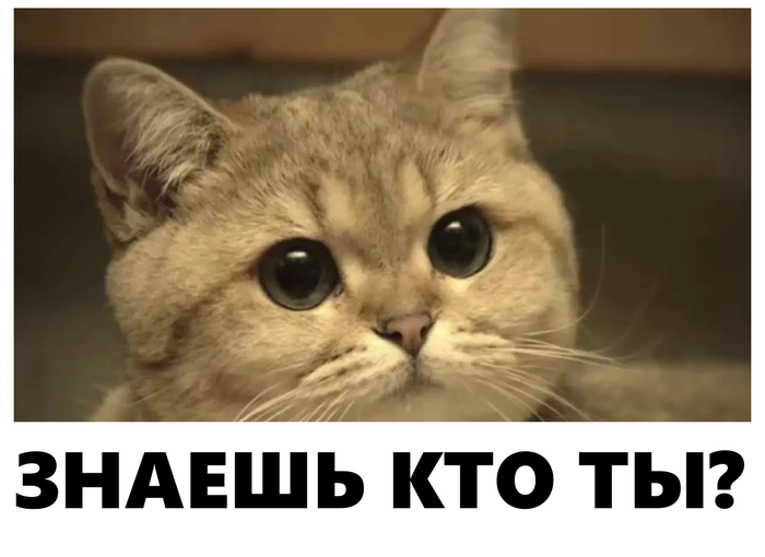 Вопрос про кота