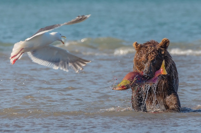 This is my booty!!! - Bear, Seagulls, wildlife, A fish, Fishing, The photo, The Bears