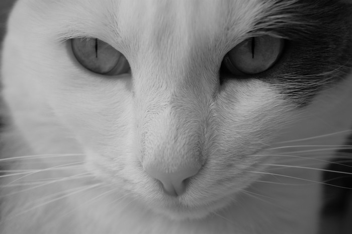 Catmodel. - My, cat, The photo, Black and white photo