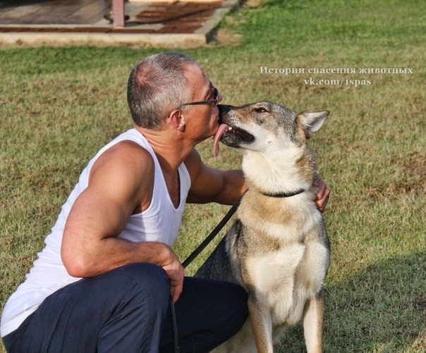 Jean-Claude Van Damme and his 9 dogs - Jean-Claude Van Damme, Animals, Dog, Vegetarianism, Longpost