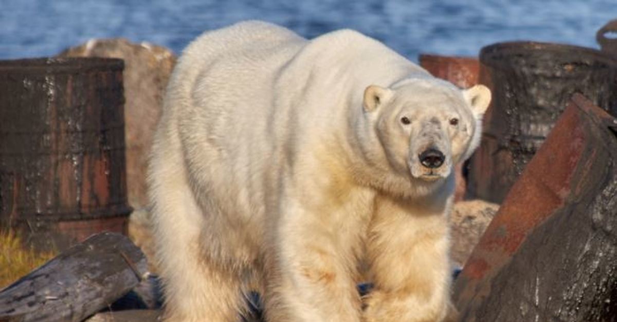Медведи живут на севере. Сахалинский медведь. Белые медведи на Сахалине.
