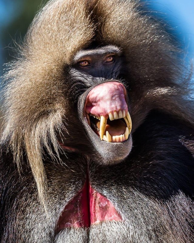 When I get a compliment - Compliment, The photo, Baboon, Gelada