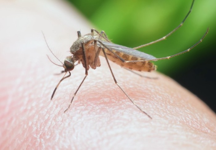 Summer is not far off. About mosquitoes... - Mosquitoes, Facts