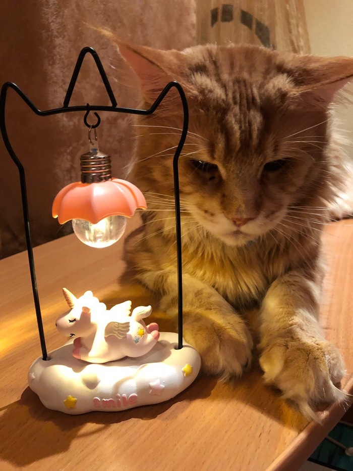 ��� ������ ��������������