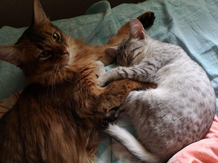 Got a second cat. - My, cat, Catomafia, Egyptian Mau, somali cat