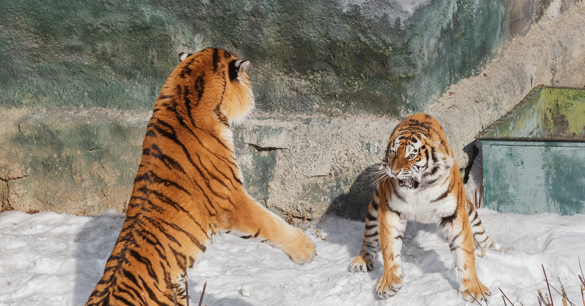Объяснить тигр. Амурский тигр. Амурский тигр с тигрятами. Тигрята Амурского тигра. Амурский тигр смешной.