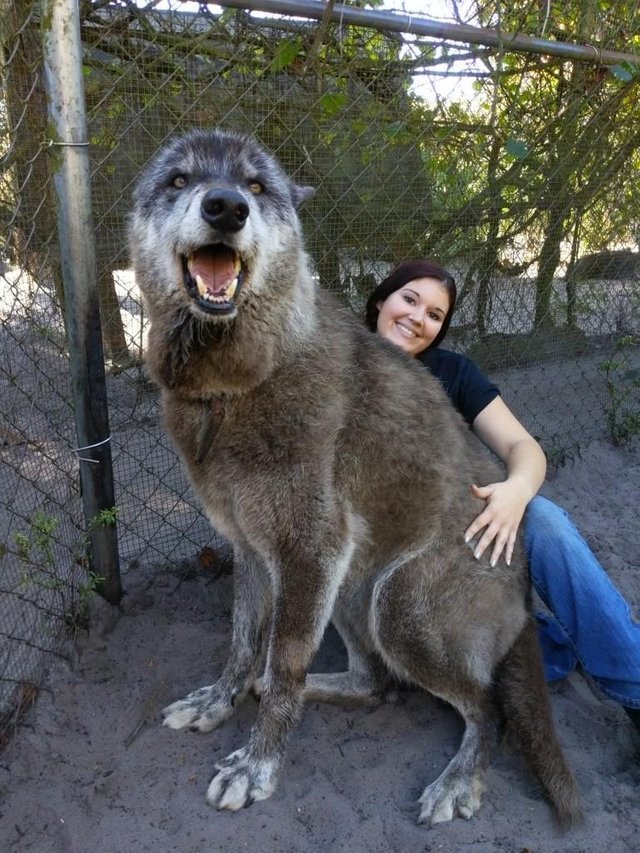 Here is the wolf. But they wanted to kill him - Animals, The photo, Longpost, Wolf, Huge