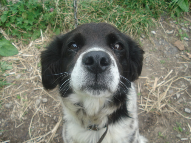 The look of an old devoted friend. - My, Dog, Nose