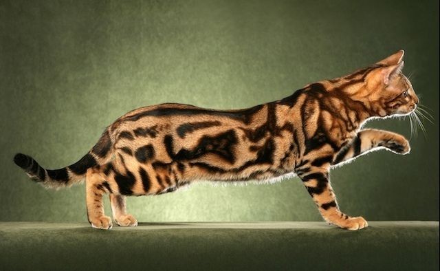 Bengals are different - cat, Bengal cat, Catomafia, Animals, Milota, Longpost