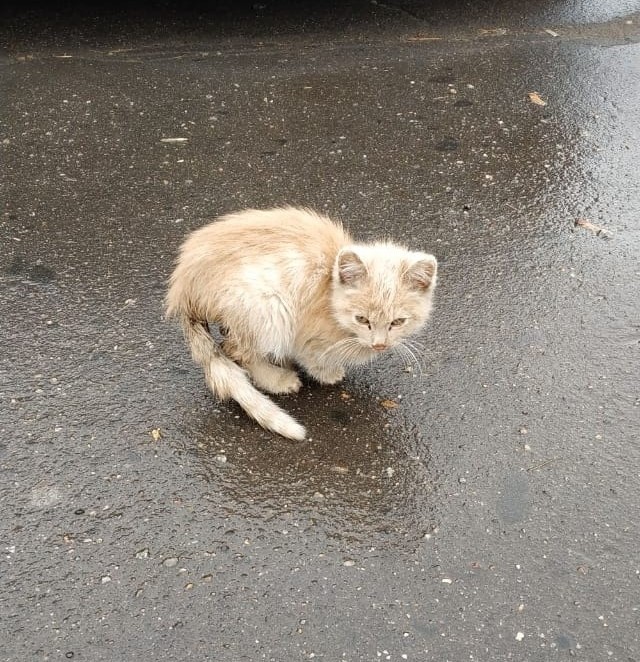 golden cat - My, cat, The rescue, Longpost, Pets