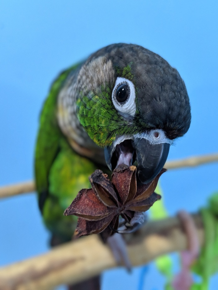 Yummy - My, Pyrrura, A parrot, , Anise