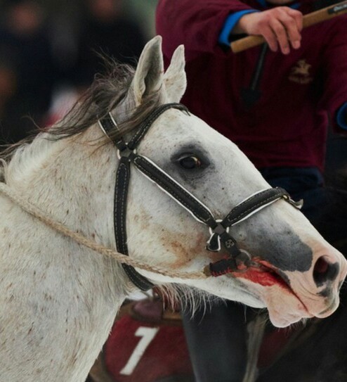 Zhivoderstvo on the main hippodrome of the country. - Pain, Animals, Moscow, Show, Horses, Fear, Money, Cruelty, Longpost