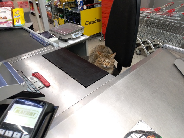 Kote - cat, Cashier