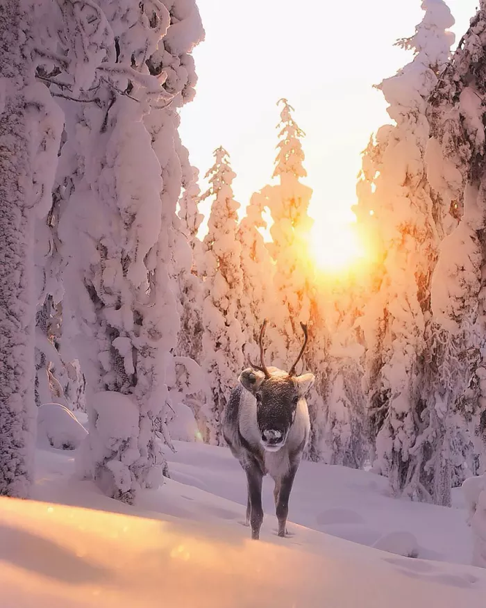 Deer - Winter, Snow, Deer, Animals, The photo, Deer