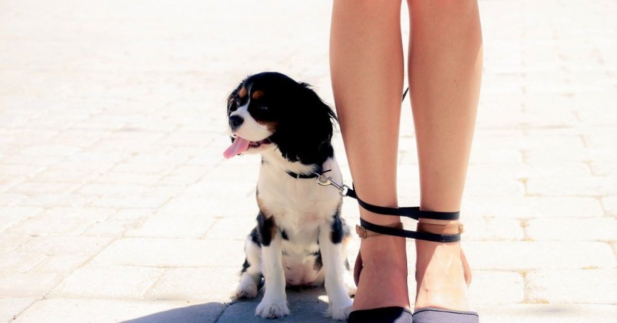 Сонник ноги собак. Собака в ногах у девушки. Собачка на ноге. Женские собачки.