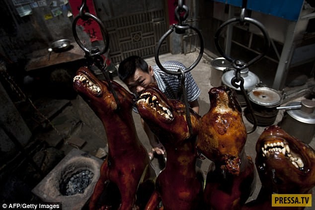 Поедание собачьего мяса в Китае: 10 миллионов собак в год! 18+, Жесть, Длиннопост, Собака, Китай, Живодерство, Не гуманно