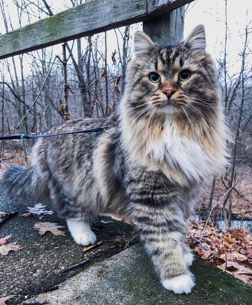 Handsome man - cat, Walk, The photo