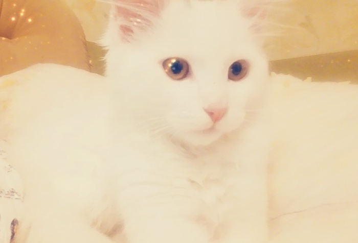 Peekaboo help! White kitten Zeus is looking for his owners. - My, cat, Kindness, Help, Moscow, In good hands, No rating