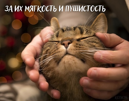 День Котиков Фото