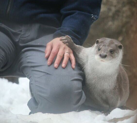 corporal otter - Courage, Courage, Otter, Corporal