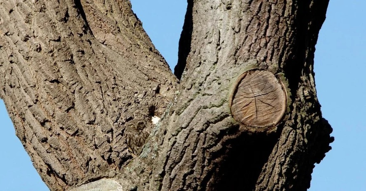 Некоторые ученые считают что совы видят. Сова мастер маскировки. Сова сливается с деревом. Жители дерева. Маскировка Совы на дереве.