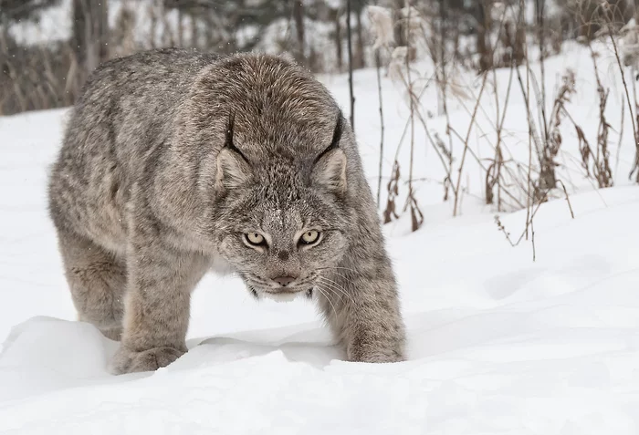 Made for snow - Lynx, Snow, Wild animals, Animals, Predator, The photo, Reddit
