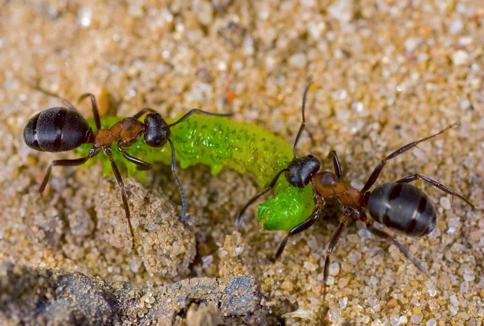 � �������