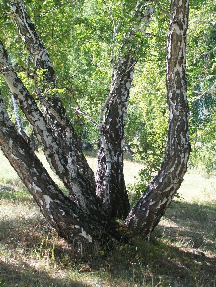 Birches - My, Birch, Village, Summer, Longpost