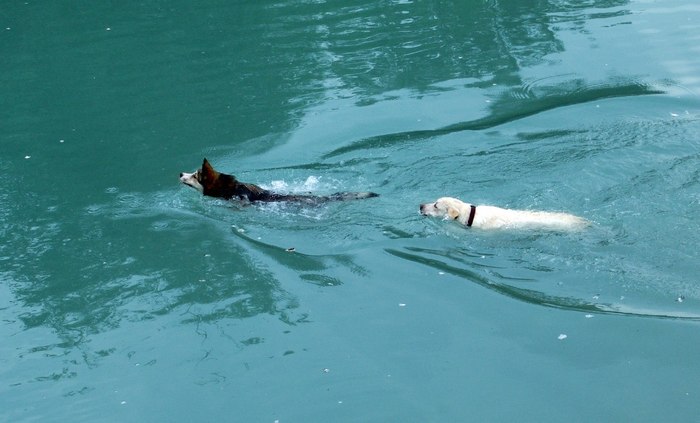 Dog days - My, Bathing, Labrador, Husky, Dog, Water, Swimming, Pets, Bathing