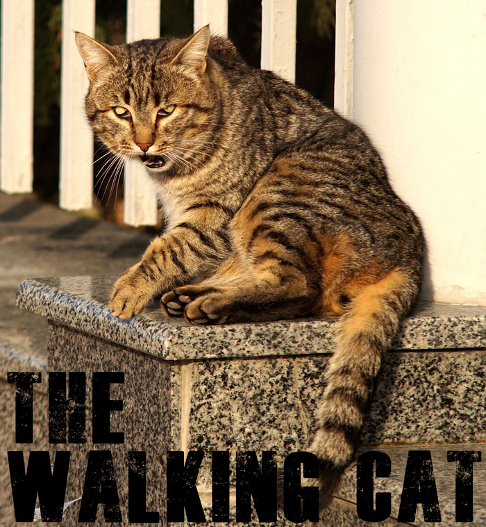 The Walking Cat - My, cat, the walking Dead, The walking dead, Zombie, Pets