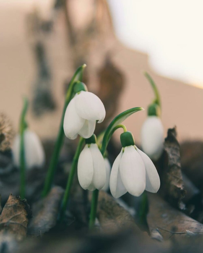 Here comes the spring - My, Snowdrops, Flowers, Spring, March, The photo, Snowdrops flowers