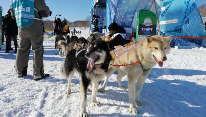 A participant in the Beringia race in Kamchatka retired from the race due to a dog fight in a team - Dog, Fight, Подстава