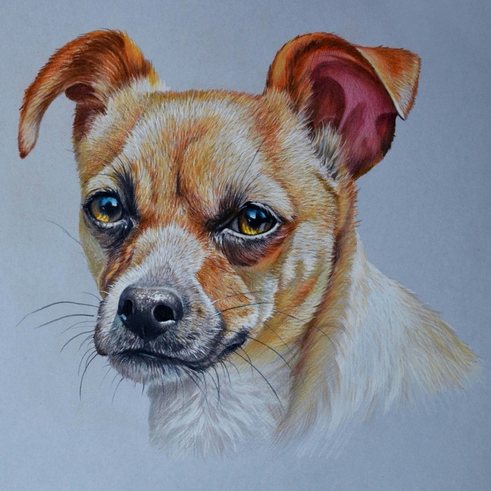 Drawing with colored pencils on tinted paper - Jack Russell Terrier, Animalistics, Pencil drawing, Drawing, My, Dog, Animals, Colour pencils