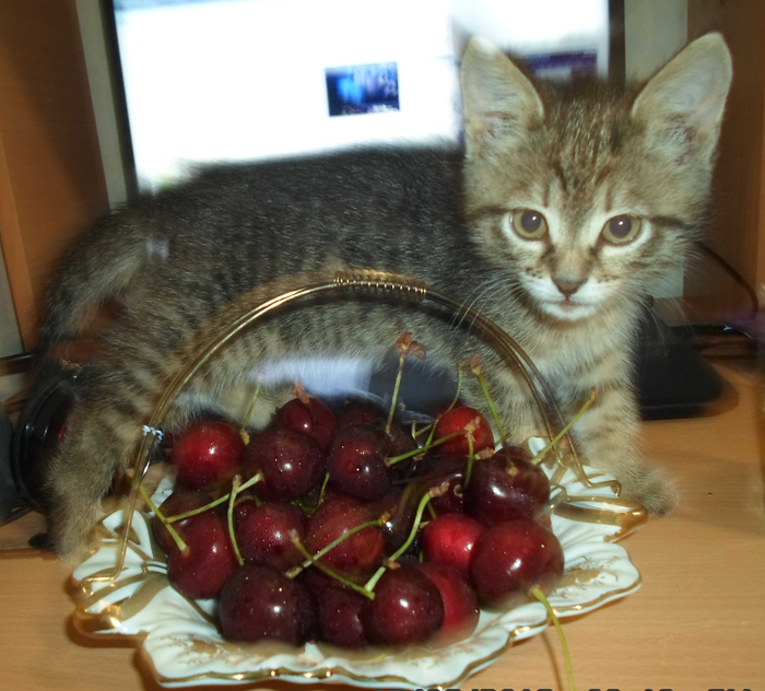 Мысли одной кошки.