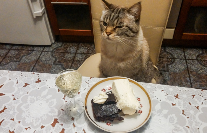 Again, this is it... - Food, Meal, Squint, Cake, Pretending, cat, My