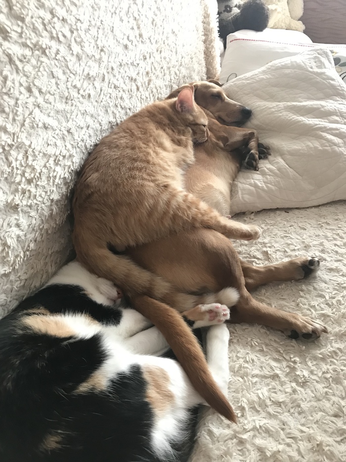 ������ �������