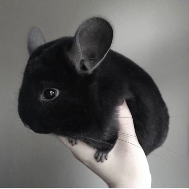 Chinchilla - , Chinchilla, 