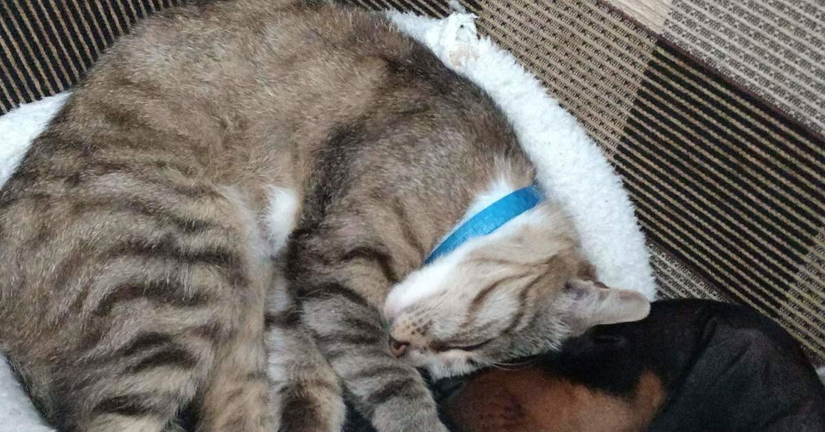 Кошка раз. Cats sleeping together. Sleeping Cat. Кот семьянин. Cats Sleep together.