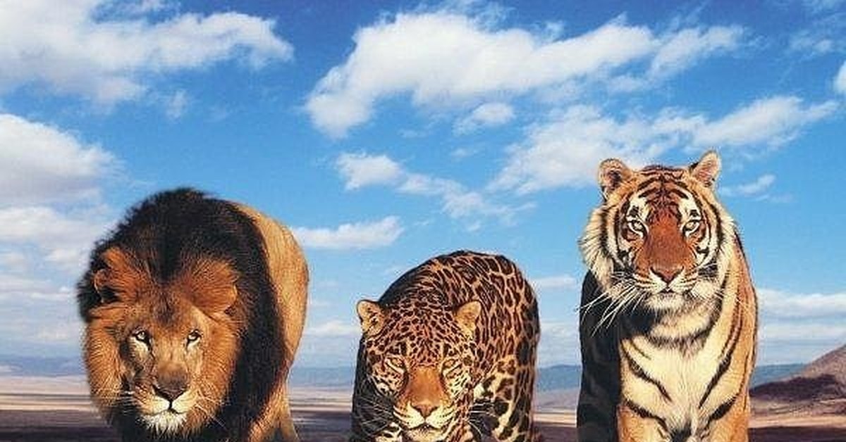 Про лев тигра. Тигр леопард пантера Лев и Пума. Тигр Лев леопард Ягуар гепард. Лев, тигр, леопард Ягуар, пантера. Пума тигр Ягуар Лев леопард.