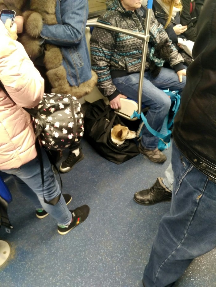 Passengers - My, Metro, Tagansko-Krasnopresnenskaya, Dog