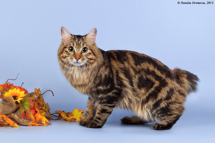 Курильский бобтейл – это удивительная кошка с пушистым помпоном вместо хвоста. Курильский бобтейл, Породы кошек, Длиннопост, Кот, Домашние животные