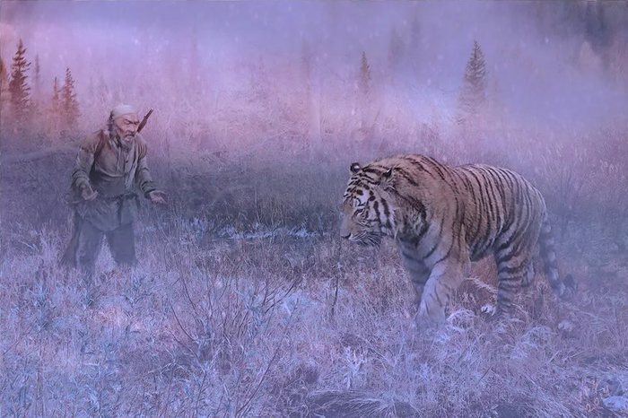 Злой дух Амба: краткая история жизни амурских тигров в ЕАО Уссурийский тигр, Животные, Длиннопост, Россия, Природа России