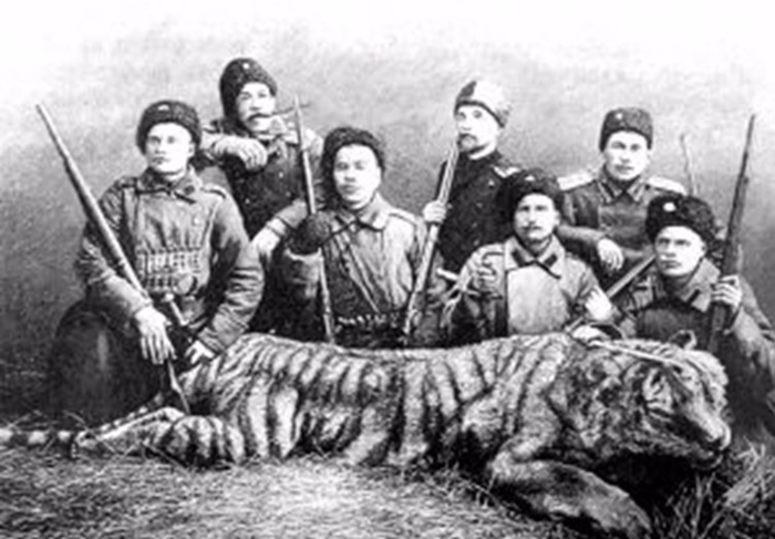 Злой дух Амба: краткая история жизни амурских тигров в ЕАО Уссурийский тигр, Животные, Длиннопост, Россия, Природа России