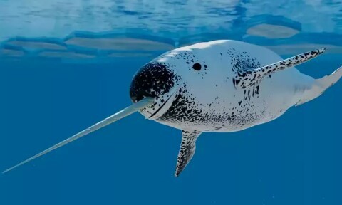 Water unicorns or narwhals. - , Unicorn, Nature, Longpost, Narwhals