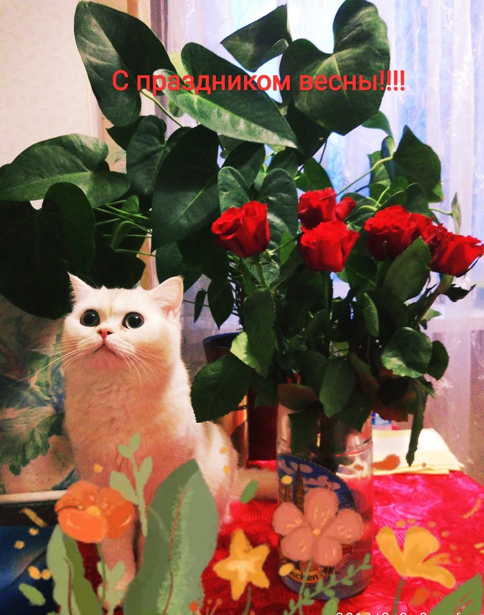 Kitten Petya congratulates ladies on March 8!!! - My, cat, Congratulation, Prankster, Flowers, Pets