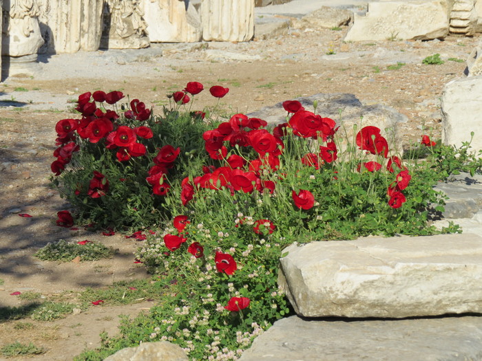 Poppies. - My, Congratulation, Flowers, Poppy