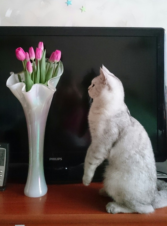 Beauty connoisseur. - My, Tulips, , cat, Pets