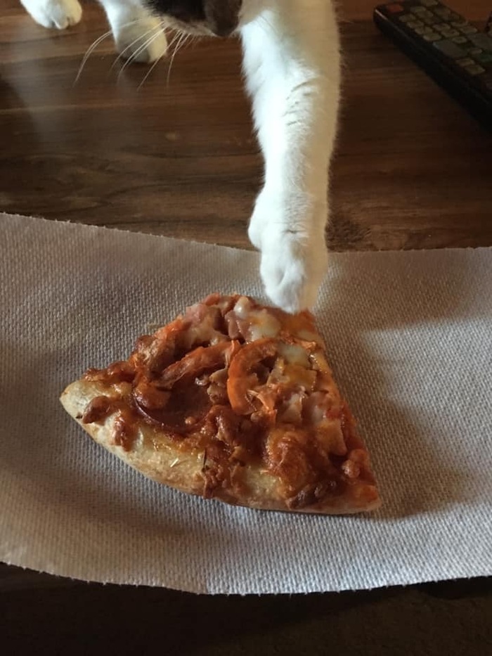 You're sitting, eating pizza, when all of a sudden... - cat, Pizza, , Pets